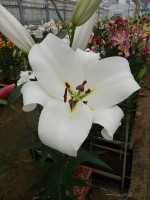 [4176 Agostini VH No02.JPG]